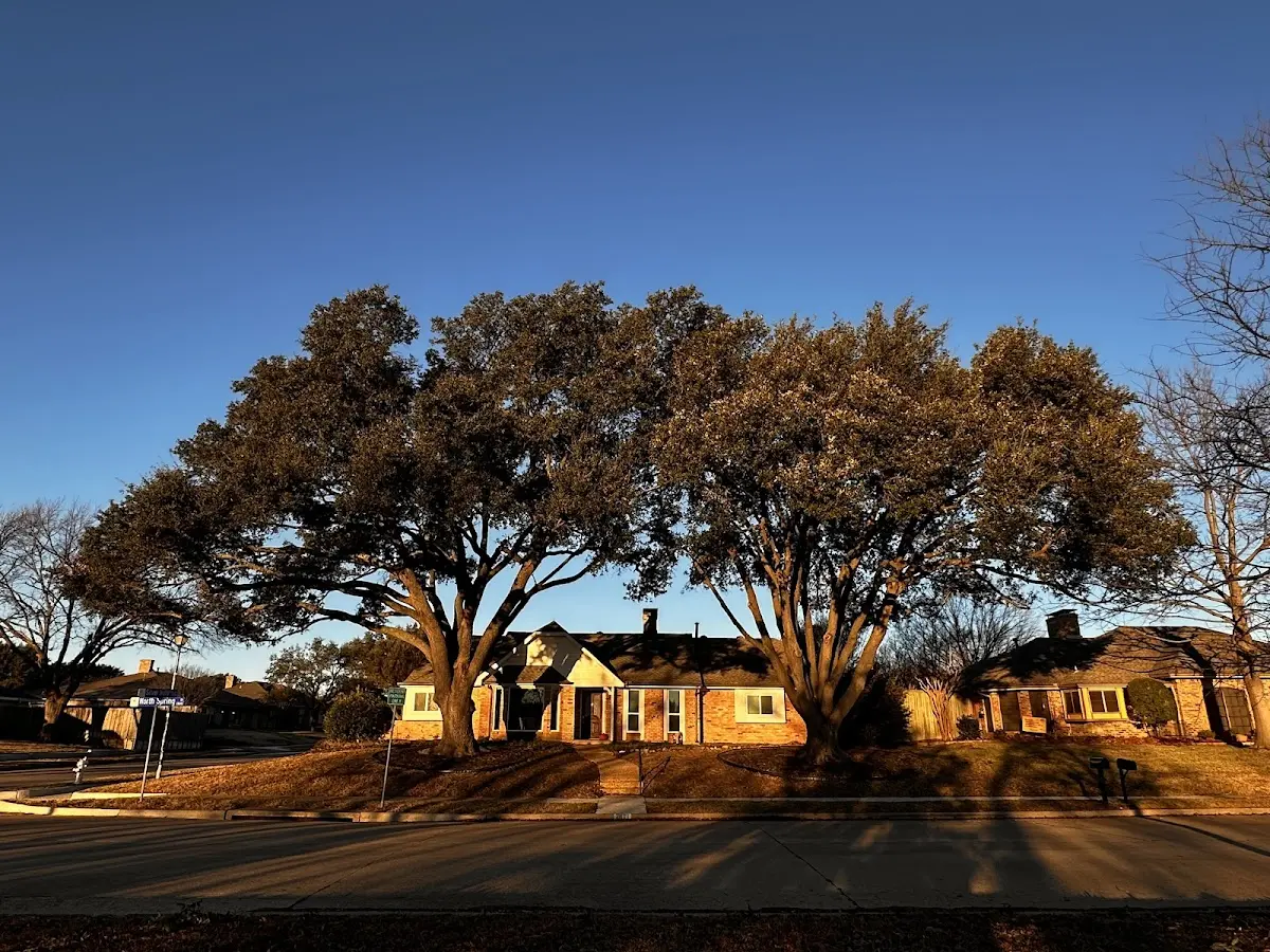 Established residential canopy tree shading a home in Shiocton